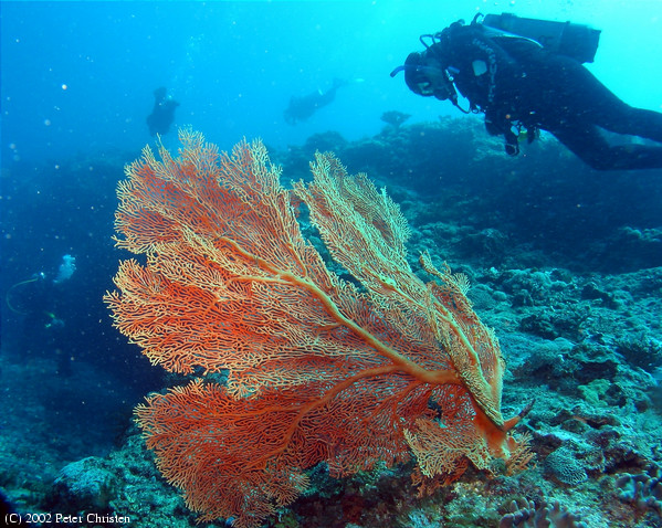 Lady Musgrave Island, 23 September – 7 October 2002