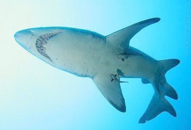 Grey Nurse Shark Survey – Mystery Bay, 3-4 February 2007