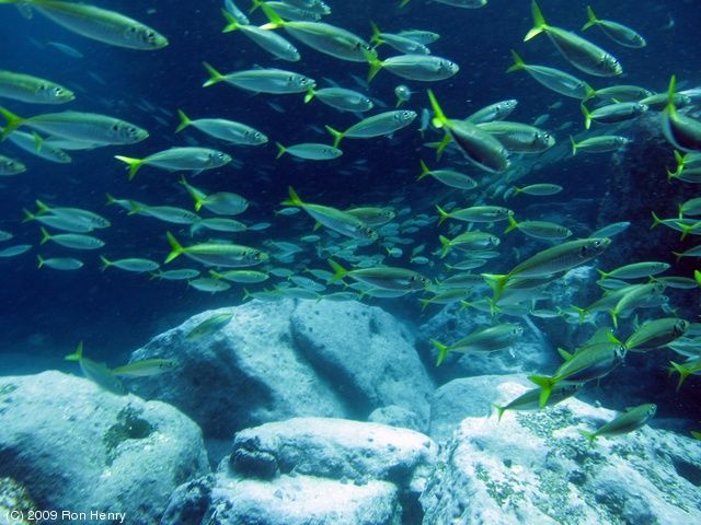 Jervis Bay, 28 February – 1 March 2009