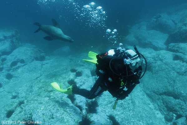 Montague Island, 10-12 March 2012