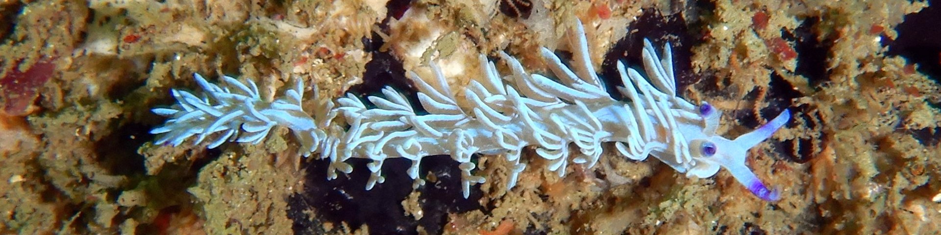 ANU Scuba Club