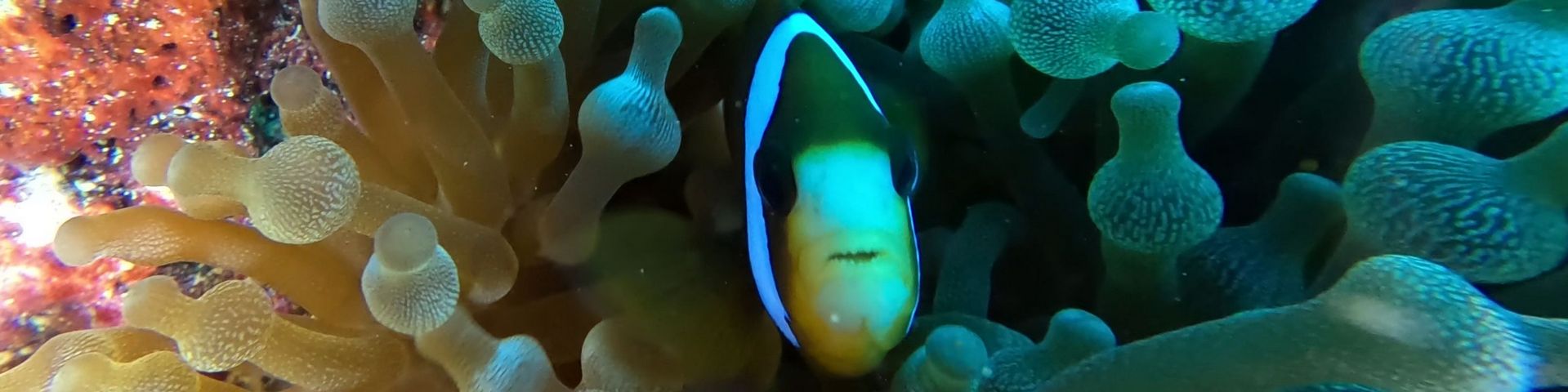 ANU Scuba Club