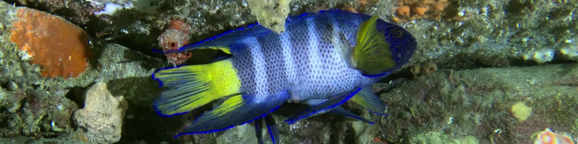 ANU Scuba Club