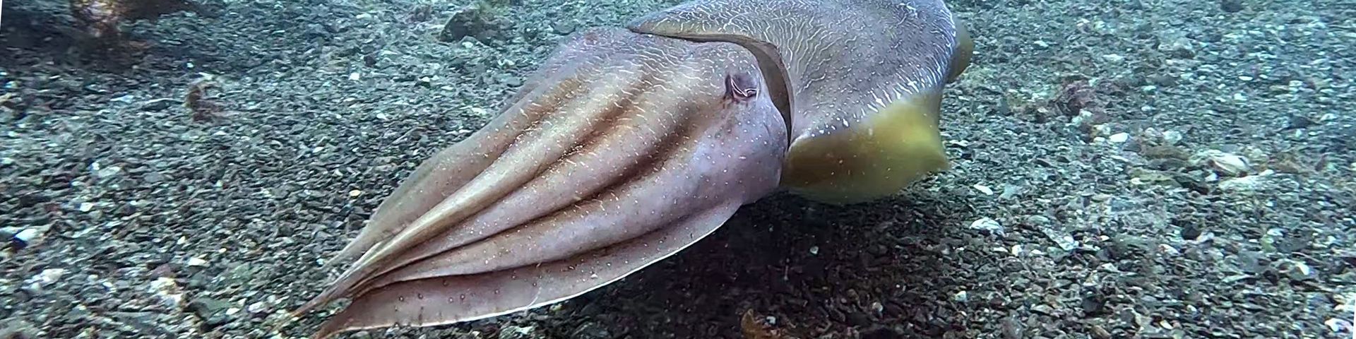 ANU Scuba Club