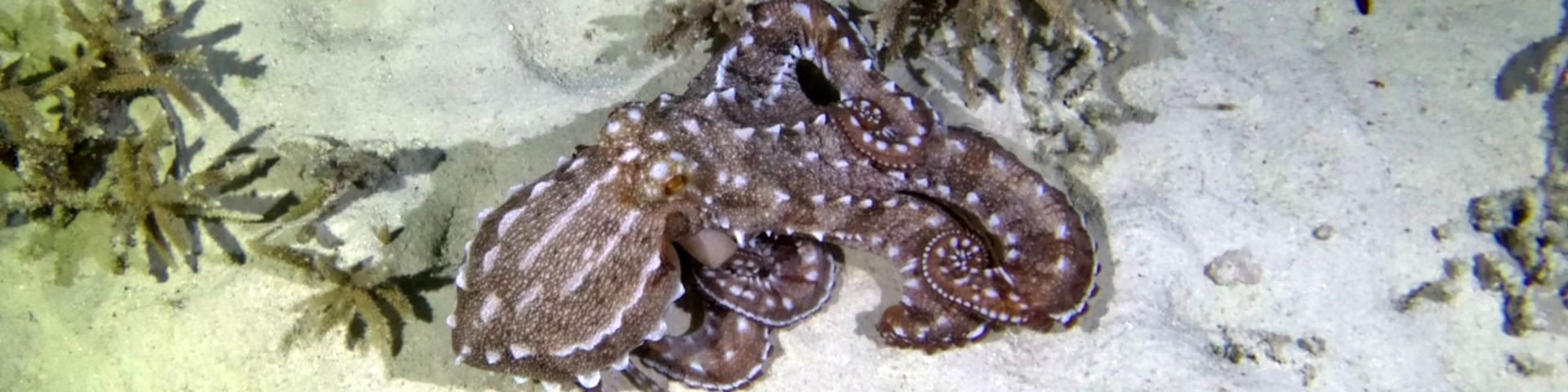 ANU Scuba Club
