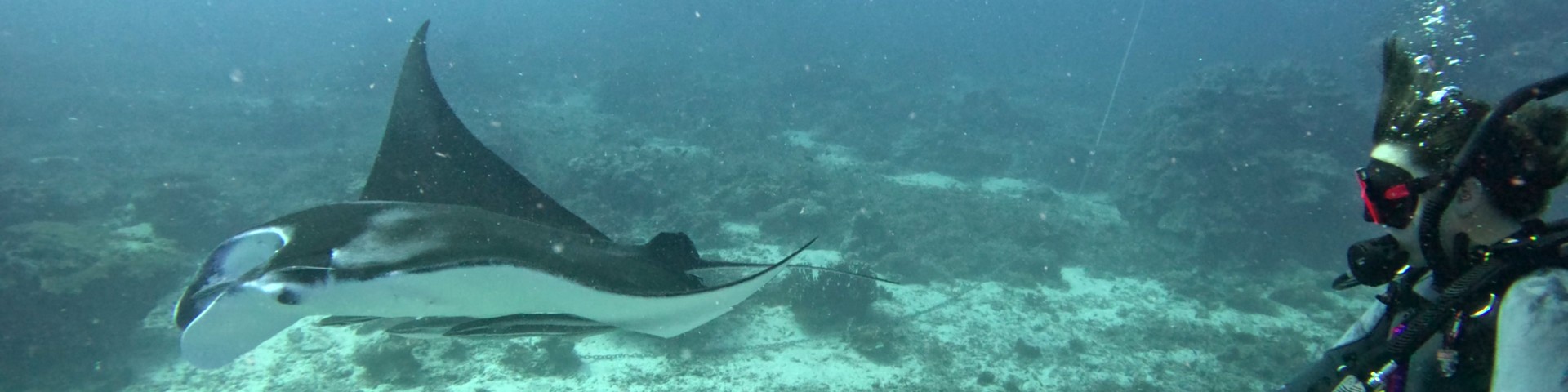ANU Scuba Club