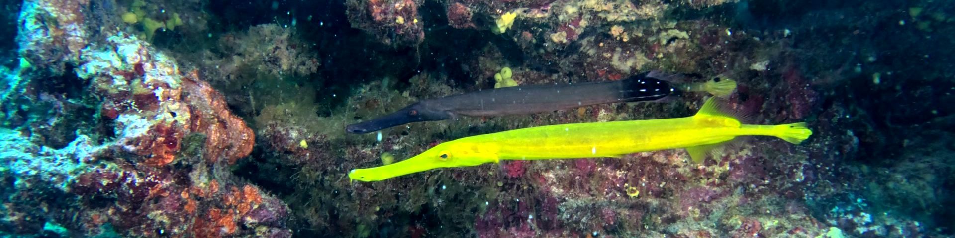 ANU Scuba Club