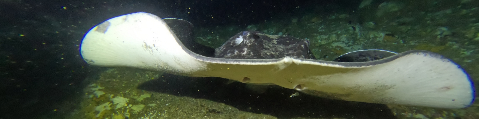 ANU Scuba Club