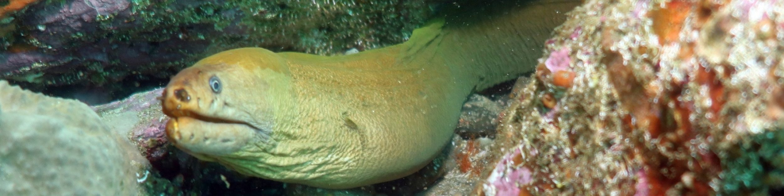 ANU Scuba Club